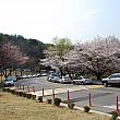 コーミィのソウルでお花見に行ってきました～！ お花見 桜 ソウル大学ピクニック