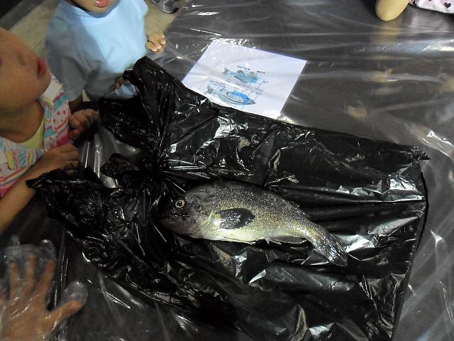 いけにえになるのはこの魚。韓国語ではウロッと呼びますが、クロソイのこと。韓国では普通にスーパーなどに売られているおいしい魚です。
