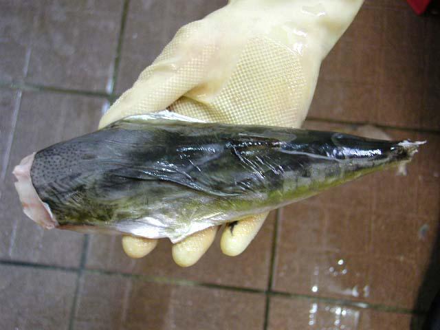 シロサバフグ