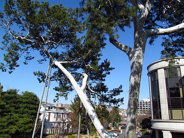 幸せをくれる「斎洞の白松」。より白く見えたらハッピー！