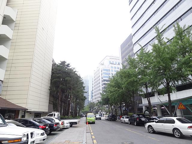 都会の松林？
