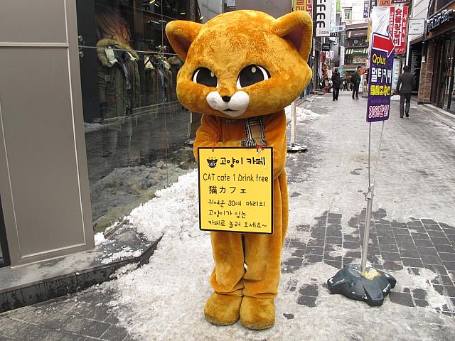 明洞通り近くにある猫カフェの猫ちゃん