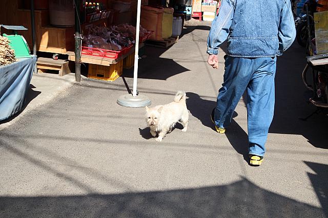犬っ！
