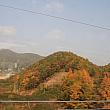 慶州の紅葉が色づき始めました！