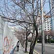 こちらは釜山の桜の名所の1つ｢南川ビーチアパート」満開の桜でメイン通りがピンク色に染まる日も近いかも♪