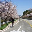 巨済島も桜が満開を迎え少し散り始めていました！こんなお天気のいい日は足をのばしてショートトリップもオススメです！！