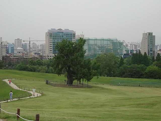 残されたおおきな木。