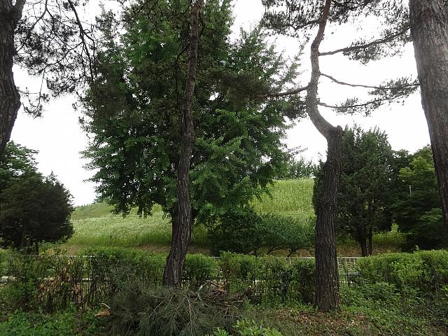 こんもりした丘が