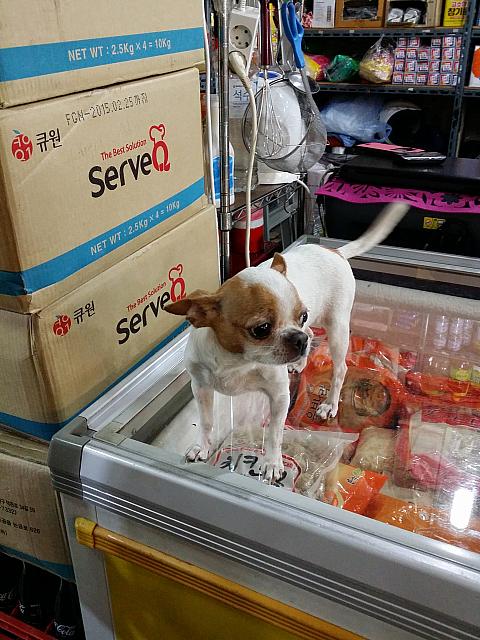 ワンちゃんが！