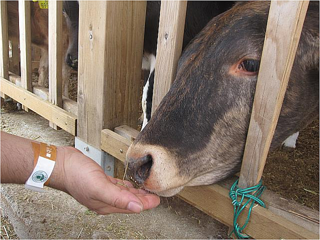 なかなか都会では触れ合えない動物がいっぱい