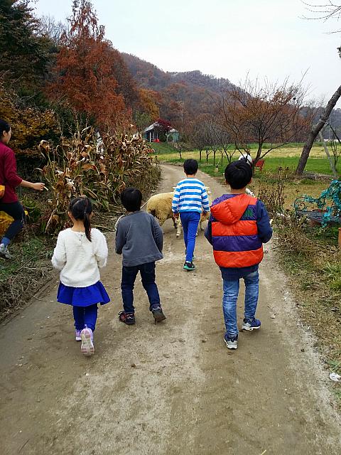羊を追う子どもたち
