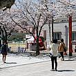 第53回鎮海軍港祭り （２０１８年） 鎮海 桜祭り ちね 釜山から日帰り地方旅行