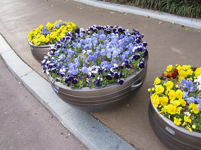 他にもいろいろな花が見られますよ！
