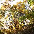 黄色く色づいた木の葉に秋の光が当たって光っています。