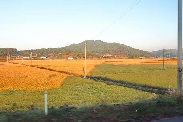 帰りにバスの窓から見えた秋の田園風景・・・実りの秋ですね～