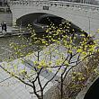 清渓川にサンシュユが咲いていました！この春初めて見かけた春の花、ソウルにも確実に春が訪れているようです。