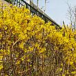 ケナリは、韓国では春を代表する花の一つ。鮮やかな黄色がとってもキレイ！