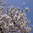 八分咲きくらい？この日は23度と汗ばむ陽気。春の青空に桜色が映えます。