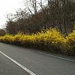 散策、サイクリング、そして公園内を走るメンコンイ（ジムグリガエル）電気自動車の道の脇は黄色の花道。いっせいにケナリ（チョウセンレンギョウ）の花が咲きました。
