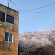 1960年代後半に建てられたという古いアパートの裏山になかなか立派な桜の木があります。