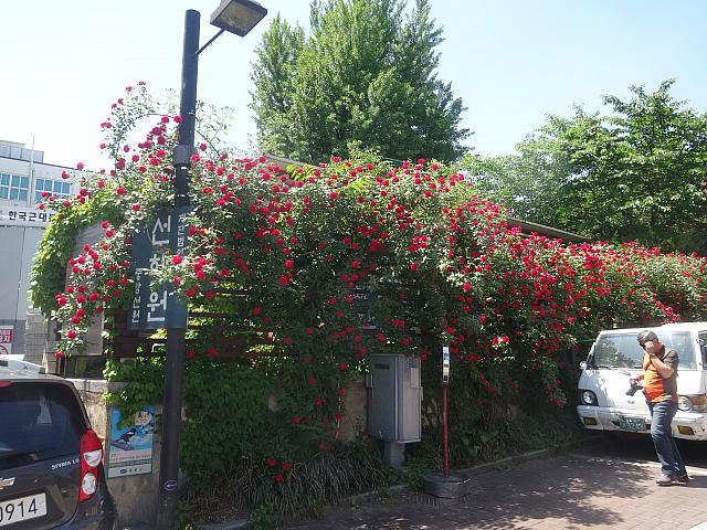 バラが満開