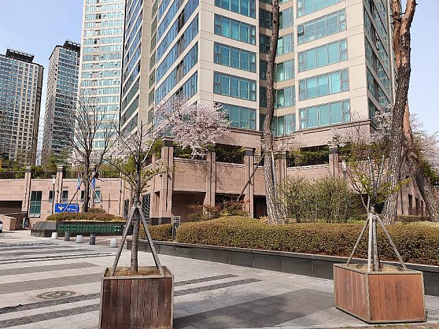 龍山の超高級アパートの敷地内2　小さい植え込みも桜です。
