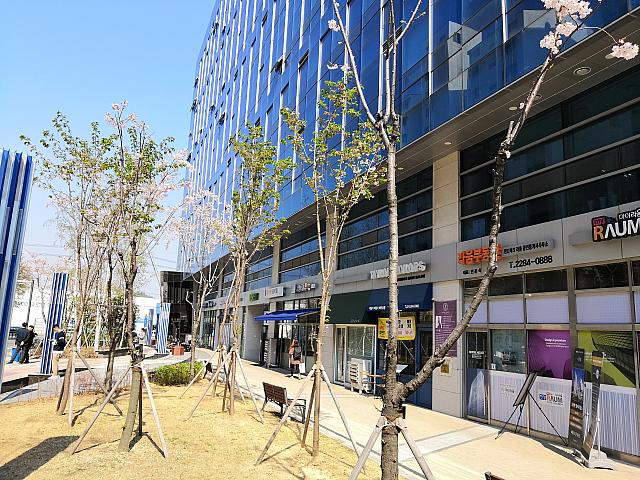 まだ枝もほとんどない植樹されたばかりの桜