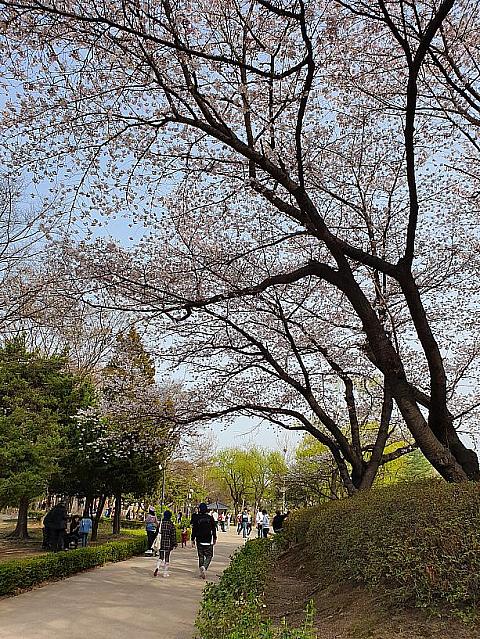 今が花見に絶好みたいです～っ＾＾天気が良ければ、ぜひお花見オススメです～♪