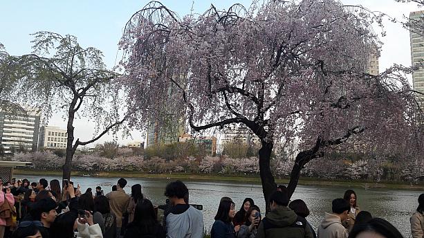 カップル、家族連れ、友達同士、皆さん写真撮ってます～
