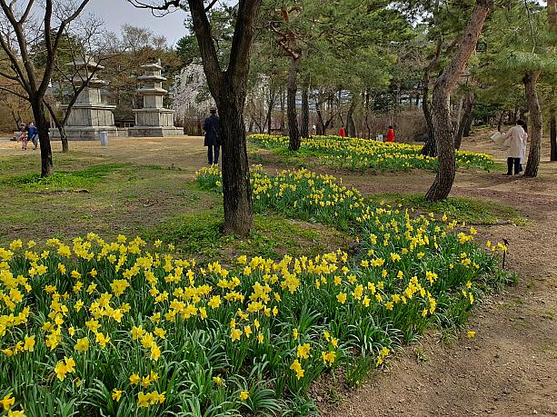 水仙の花もたくさん咲いて、寒い冬が終わって、やっと春が来た～って感じ！