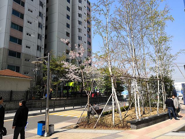 新しいオフィスビルの造成地に植えられる若い桜