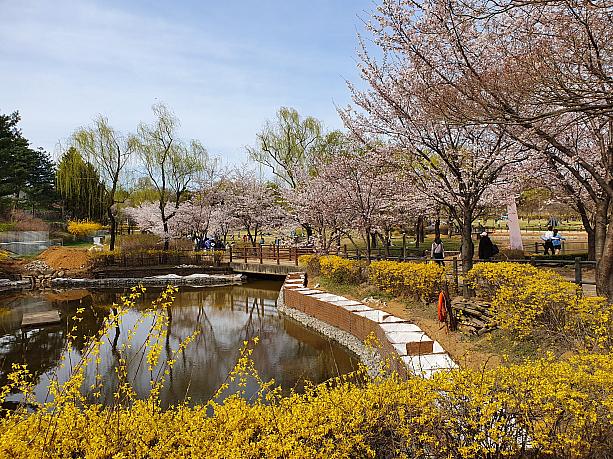公園に入ると、レンギョウと桜と水辺のハーモニーが美しい～♪