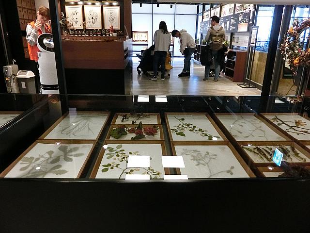 種の標本その1