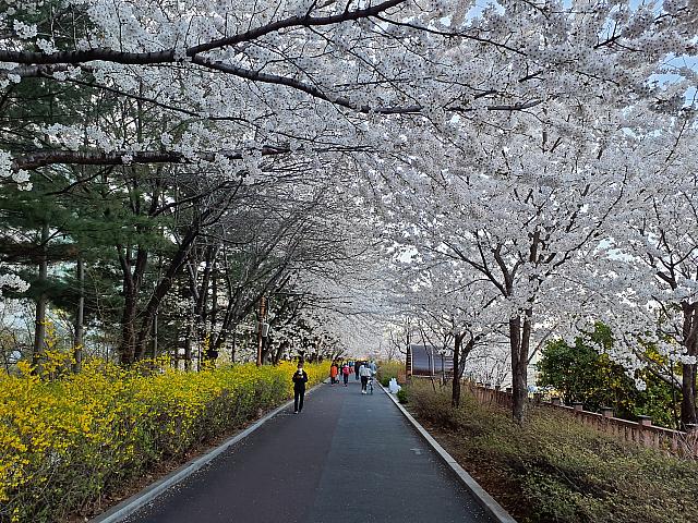 スタート地点から歩き出して2.5㎞。長安橋を通り過ぎると、両側が桜並木の桜のトンネルになります。ケナリの黄色も良く映えます。