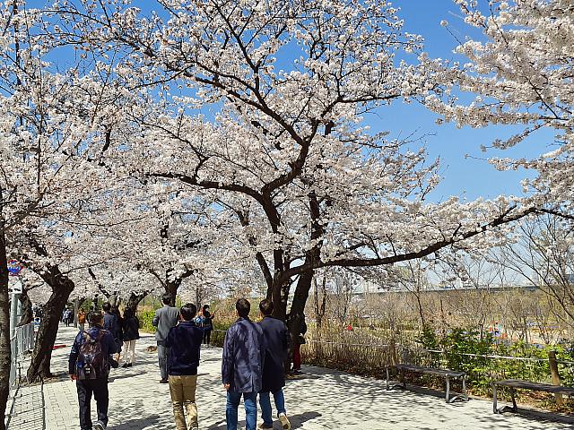 桜の樹齢が高いこの通りは、残念ながら明日から歩行も統制されてはいることができなくなります。来年は満開の桜見物ができることを願いつつ。