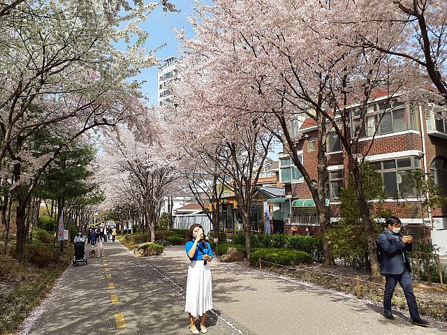 桜吹雪に思わず足を止めてしまう人々。