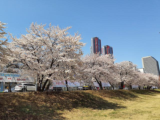 63ビルの辺りから川沿いに約3㎞の桜並木が続きます。