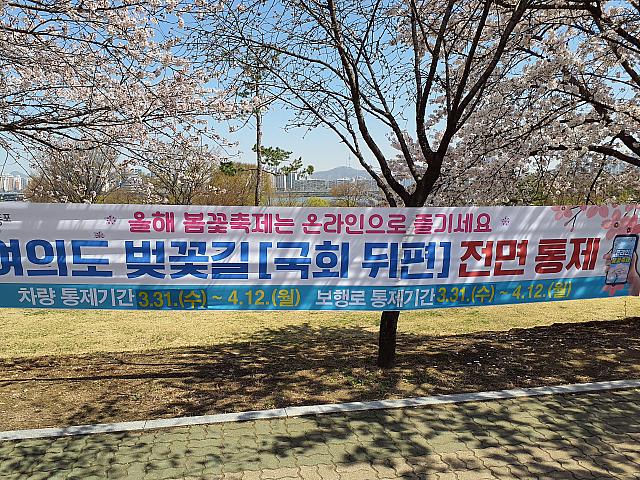 『今年の桜祭りはオンラインでお楽しみください』とのこと。車両、歩行者ともに、汝矣島の見ごたえのある桜通りは3/31（水）～4/12（月）まで通れなくなります。