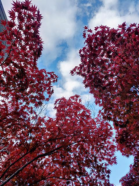 青い空ともみじの赤色のコントラストがキレイですネ＾＾