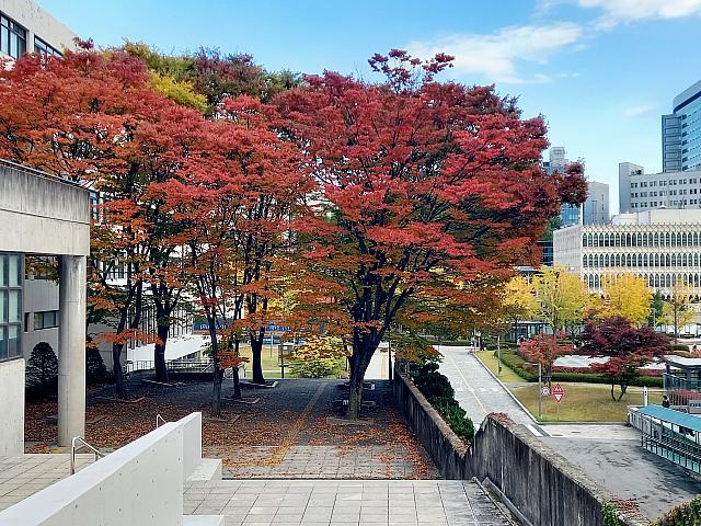 韓国の有名私大の一校、延世大学校（ヨンセテハッキョ）は紅葉まっさかり＾＾
