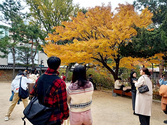 黄色いもみじ？！