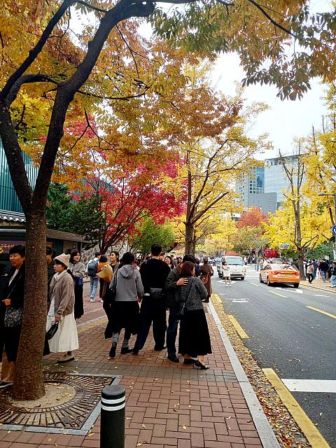 銀杏並木が続く市庁のトルダムギル（石垣通り）はたくさんの人出でにぎわっていました~。