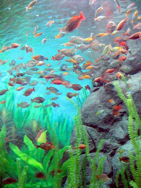 まるで絵の具を水に散らしたように綺麗な淡水魚ですね。