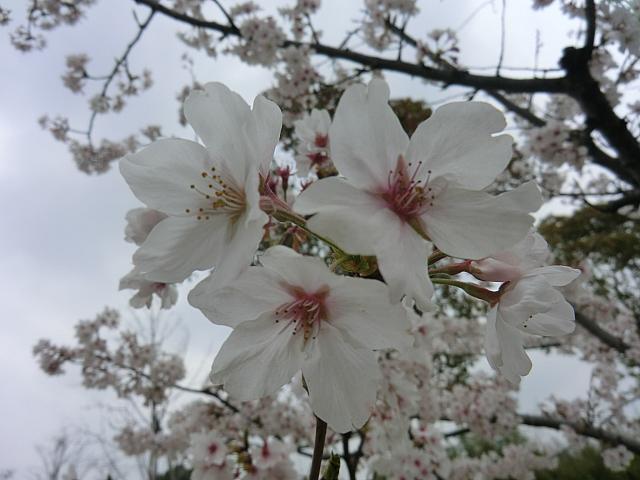 桜（ソメイヨシノ）