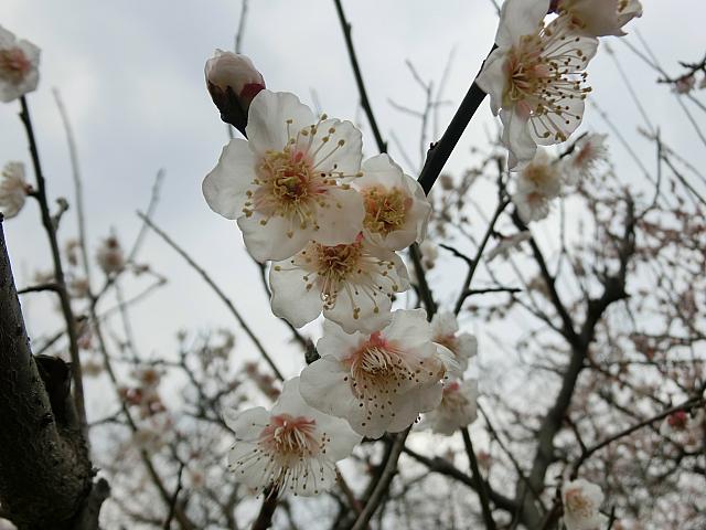 この時期の主役は梅