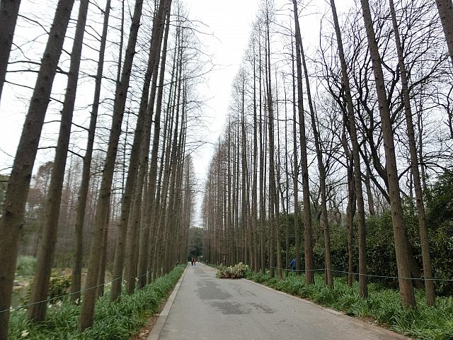 まっすぐの杉並木