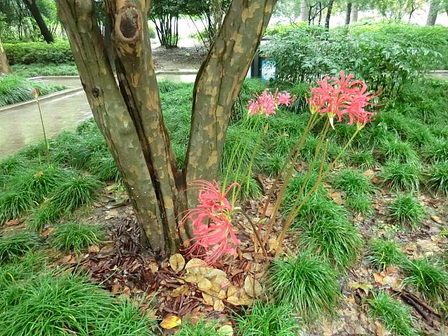 彼岸花