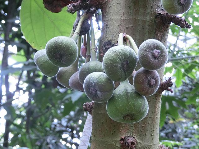 めずらしい熱帯植物がいっぱい