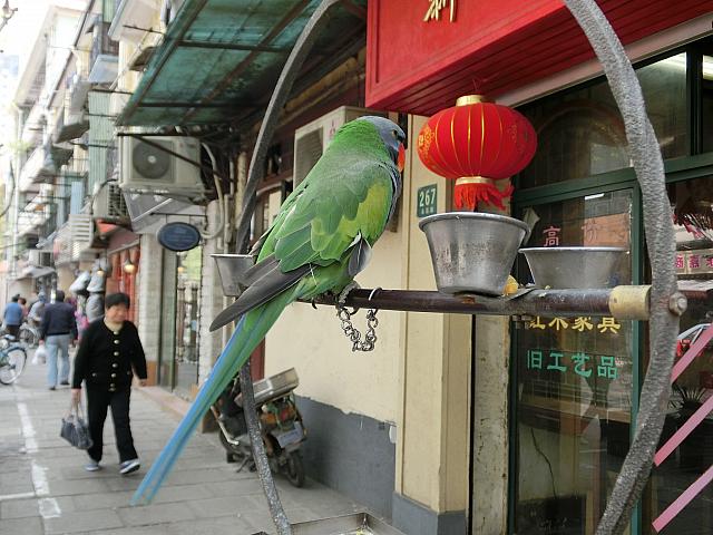 インコ