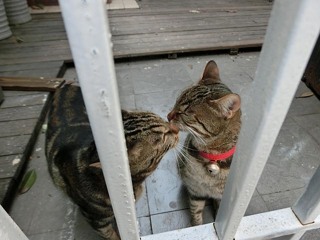 ラブラブ